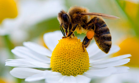 WHAT'S HAPPENING TO THE WORLD'S BEES...?