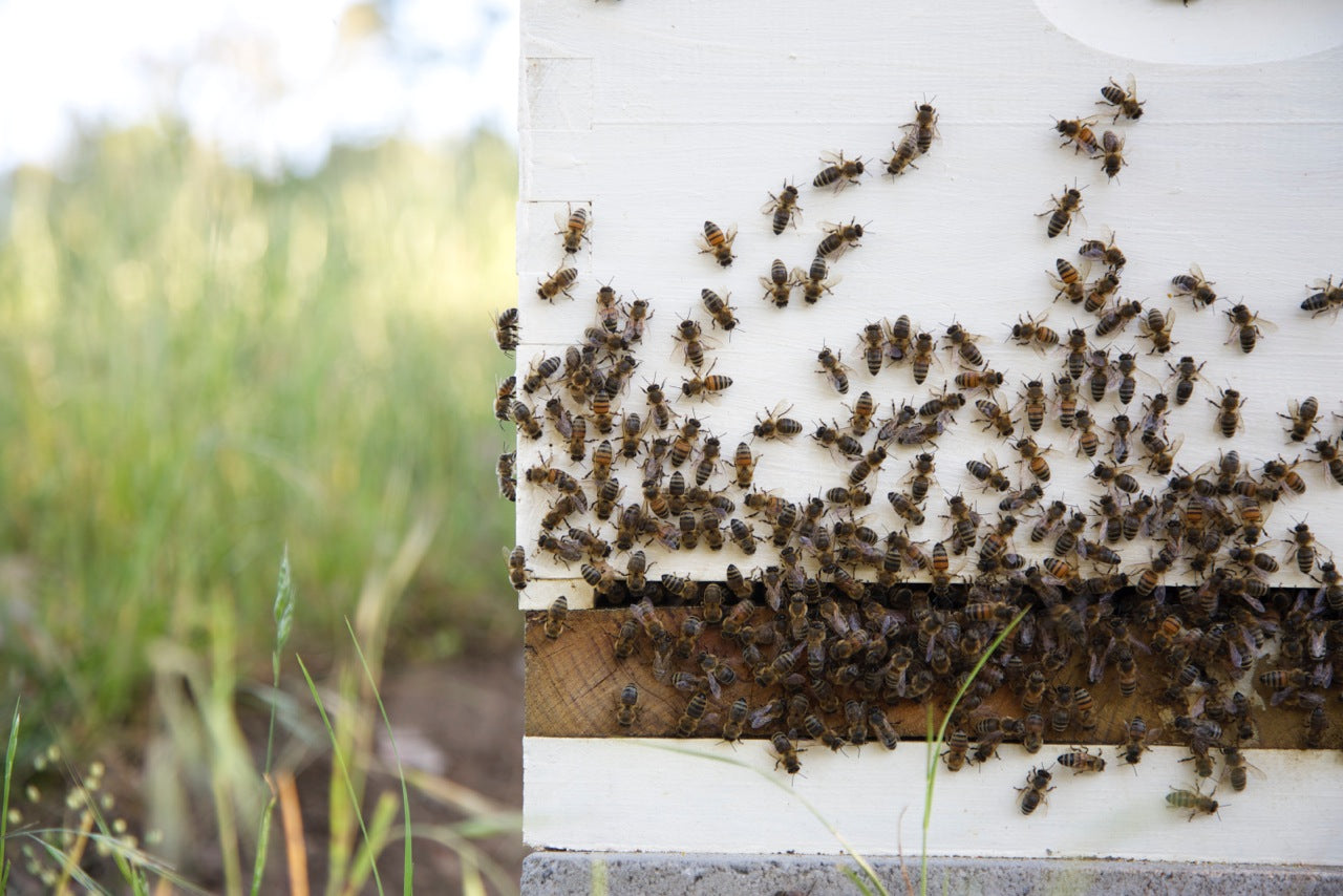 INSIDE BEEKEEPING - WORLD BEE DAY – Apiary Made