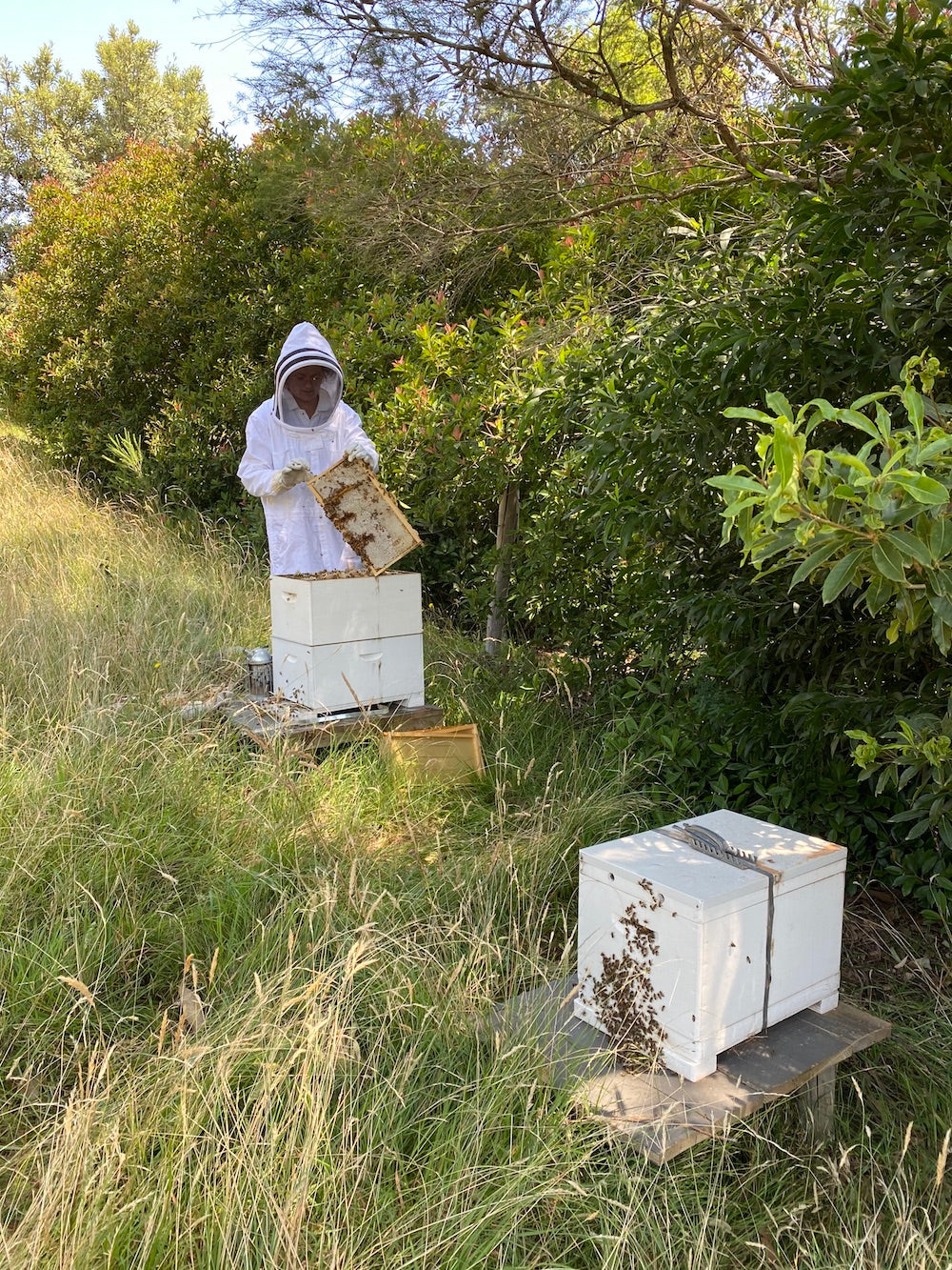beekeeping in healesville