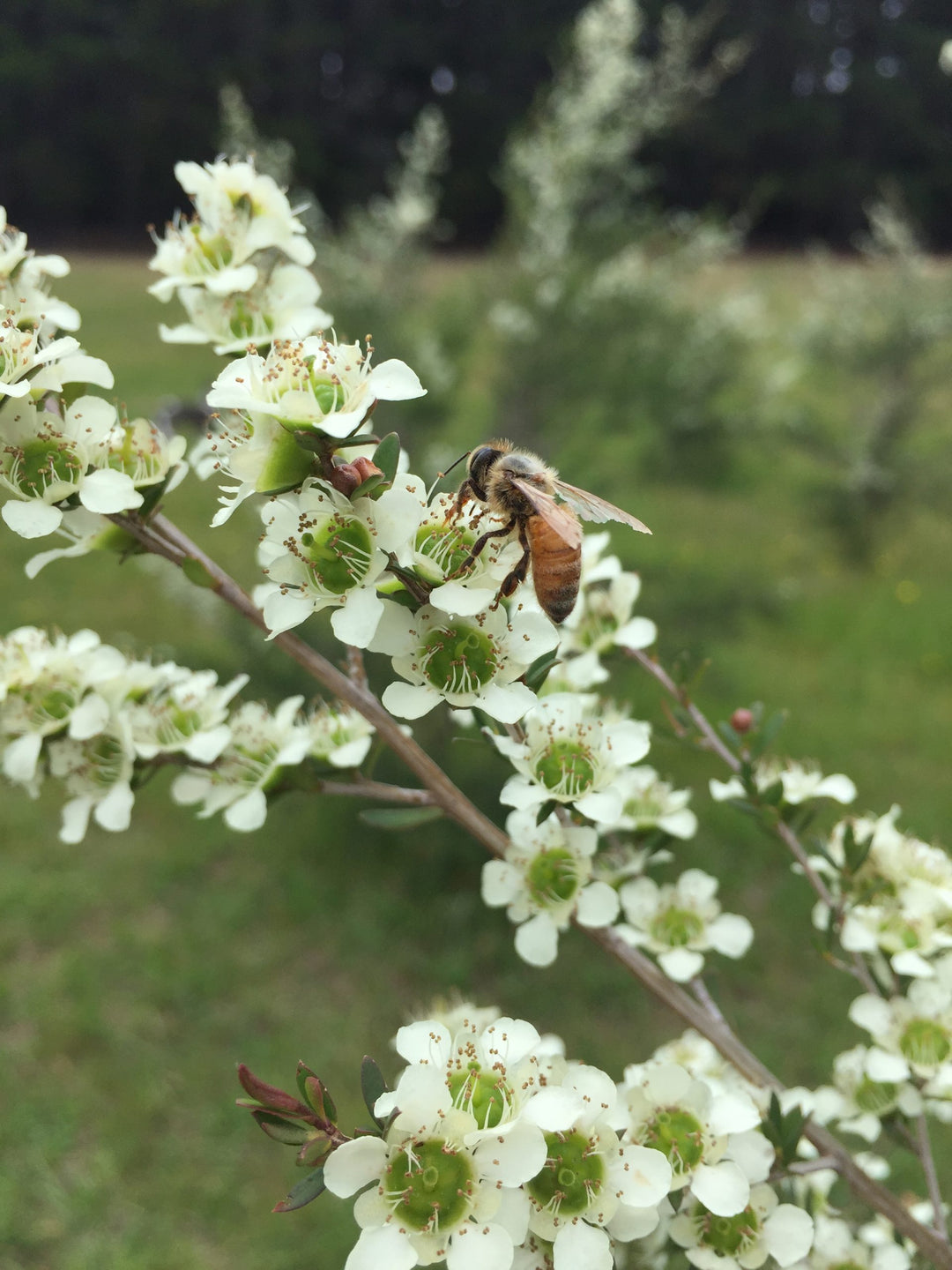 bee on tea tree species