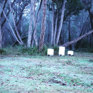 bee hives in winter